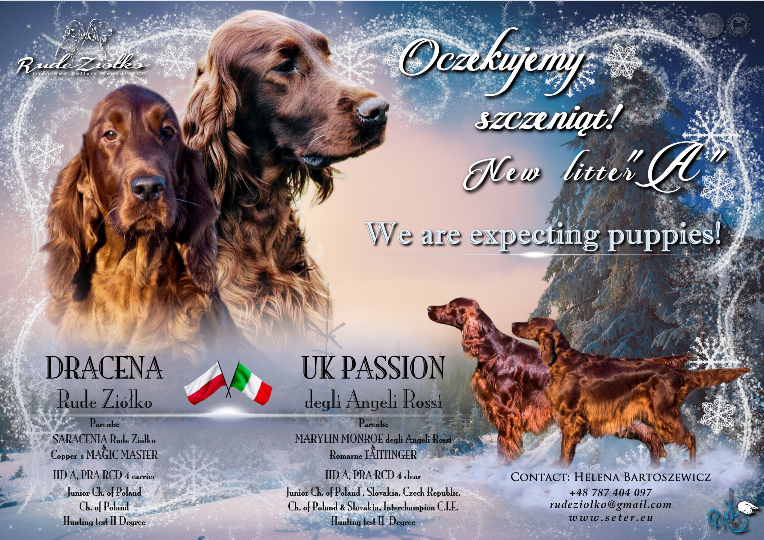 irish setter sale