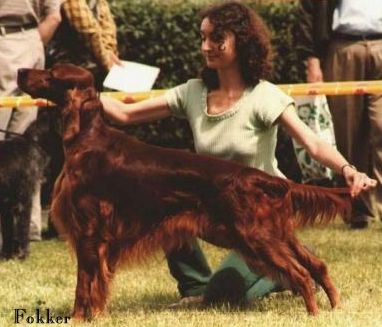 seter irlandzki wzorzec