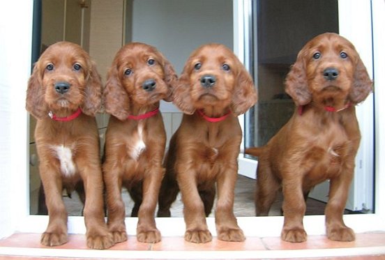 szczeniaki seter irlandzki